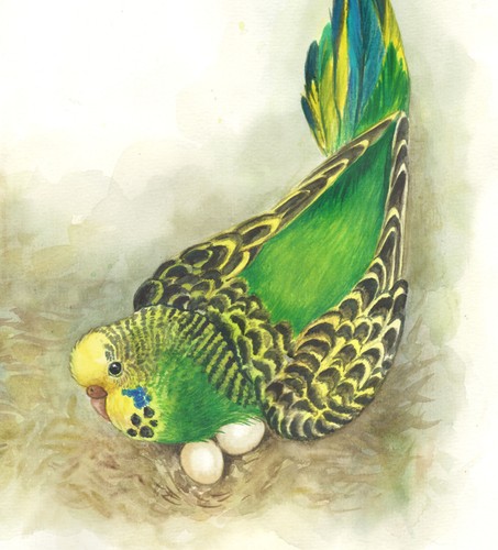 Aquarell wellensittiche - aquarell, ✿