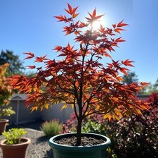 2 winterharter orange-gelber Ahorn schnellwüchsige Pflanzen im für den Garten