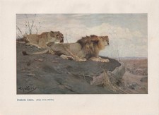 Brüllende Löwen KUNSTDRUCK