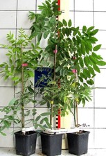 Sophora japonica "Pendula"   -   seltene Hängeform vom japanischen Schnurbaum