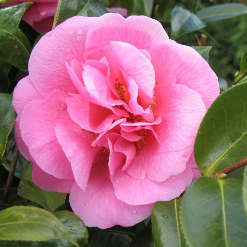 Camelia japonica dunkel rosa