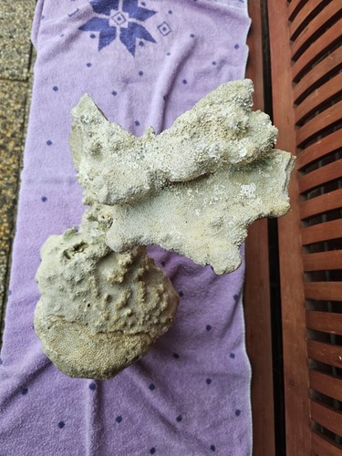 Riffgestein für aquarien - riffgestein,