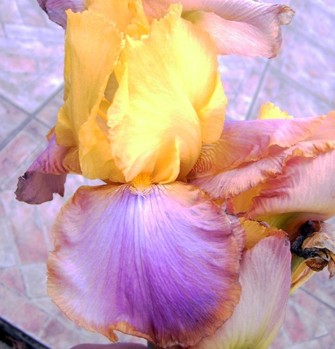 Schwertlilie bartiris iris - schwertlilie,