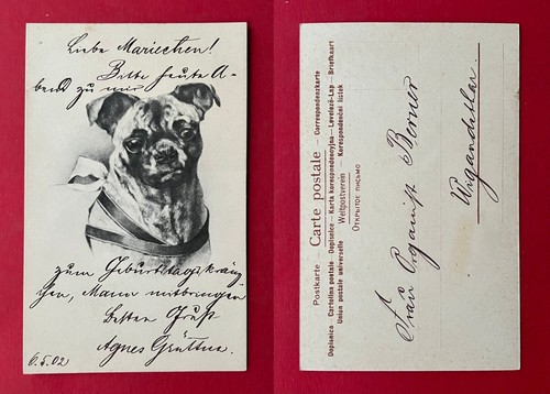 Künstler 1902 hund mops - ak,