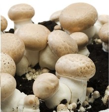 braune Wald-Champignons / Stein-Champignon-PILZZUCHT Zuchtbox plus Pilzbrut