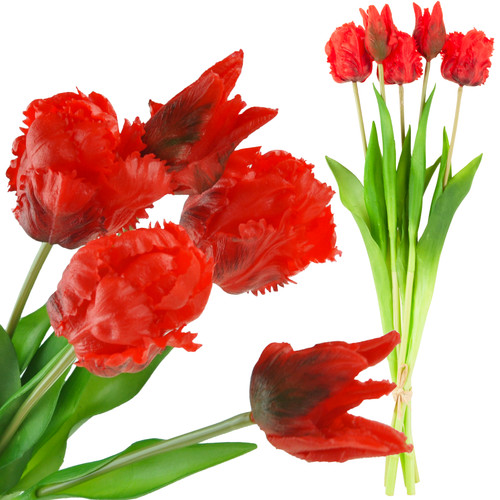 Tulpen tulpe papagei - tulpe,