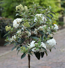Hochstamm Schneeball Eskimo 100-125cm - Viburnum erubes