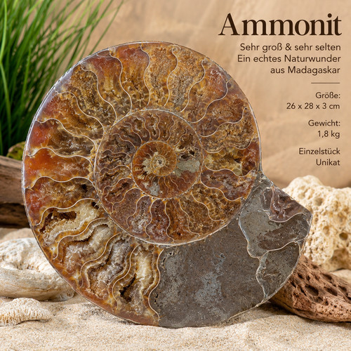Xxl ammonit fossil - ammonit,