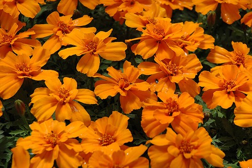 Tagetes studentenblumen - tagetes,
