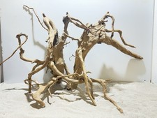 rote Moorwurzel Fingerwurzel