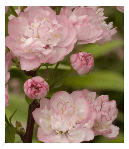 Mandelbaum pflanze prunus - pflanze,