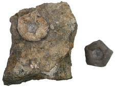 Trias  2x Basale von Encrinus liliiformis  Seelilie  MO1  Schwarze Pfütze  W62-7