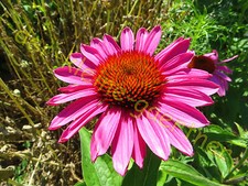 Roter sonnenhut echinacea - roter,