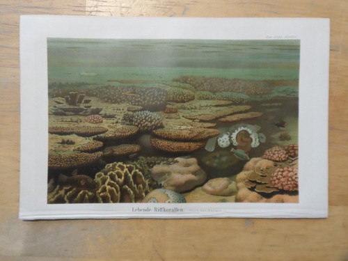 Orig chromolithographie - orig.(1908),