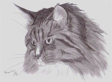 Maine Coon - KATZE Zeichnung Skizze UNIKAT!  