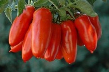 italienische Tomate Samen Sorte  SAN MARZANO F1