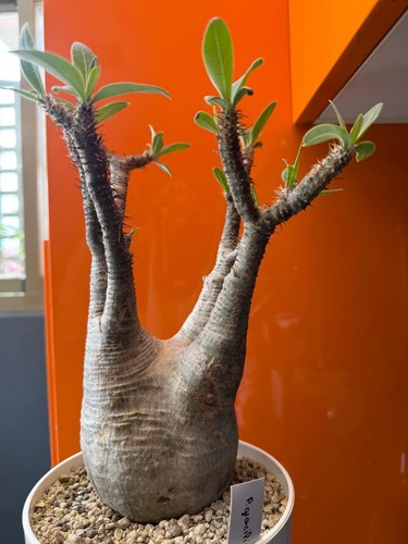 Pachypodium gracilius xxl - pachypodium,