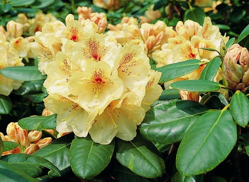 Rhododendron wardii