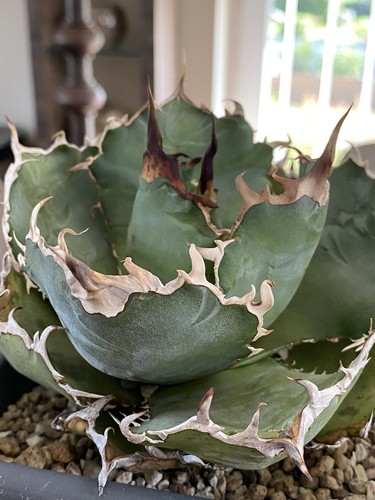 Agave titanota white - titanota,