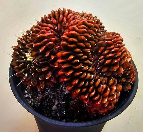 Sehr schöner gymnocalycium - sehr,