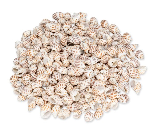 Nadeco babylonia areolata - nadeco,