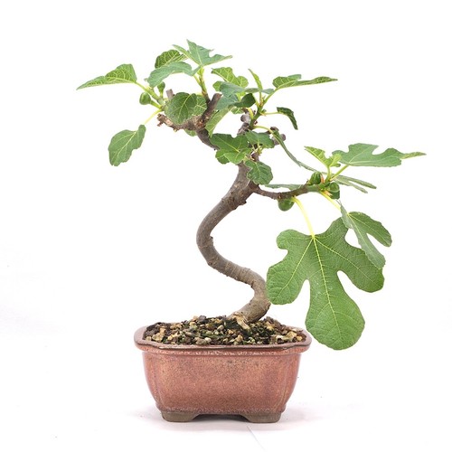 Bonsai essfeige ficus carica - bonsai,