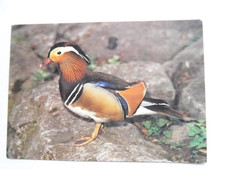 AK Berlin Tierpark Friedrichsfelde Mandarinente 1985 Wasser Vogel duck Spende