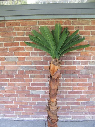 Künstliche palme cycas 80m - palme,