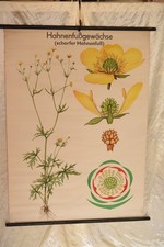 Schulwandkarte Pflanze Hahnenfuß Gewächse | Vintage Lehrtafel Rollbild Natur DDR