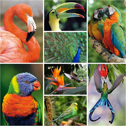 Tierpostkarten exotische - 40, tierpostkarten"exotische