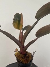 Philodendron Congo Rojo Variegata (Philodendron Red Congo Variegata) #2