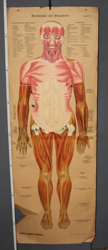Schreibers anatomische klapp - schreibers,
