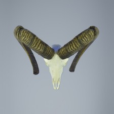 552MU Mufflon jagdtrophae, Wildschaf, Horn 81-80cm C. 23cm 