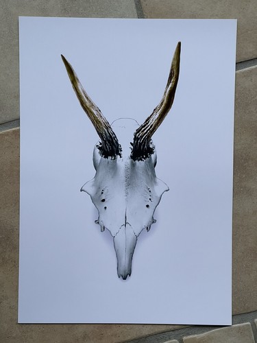Kunstdruck hirsch geweih - kunstdruck,