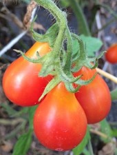 Rotes Birnchen rote Cocktailtomate Red Pear birnenförmige Tomate 