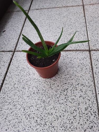 Aloe vera pflanze - ,