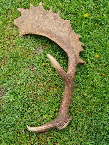 Abwurfstange--Damhirsch---Trop