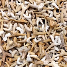 1pc Haizähne Versteinerte