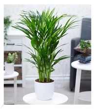 Areca Palme ca. 50 cm hoch,1