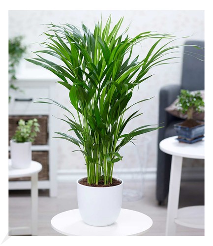 Areca palme cm hoch - areca,