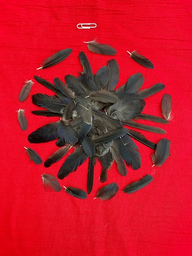 100 kleine krähenfedern - 100,