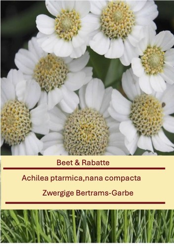 Achilea ptarmica nana - achilea, ptarmica,nana