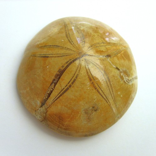 Clypeus plotii cm seeigel - clypeus,