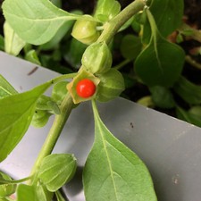 Ashwaganda Withania somnifera