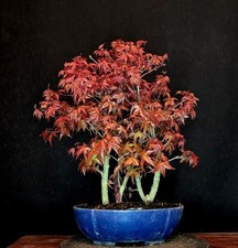 BONSAI JAPANISCHER ROTER
