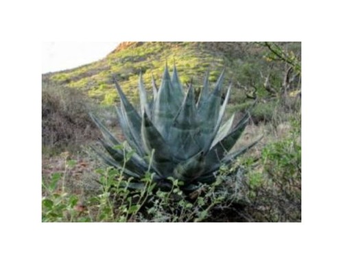 10x agave azurea azurblaue - azurea,