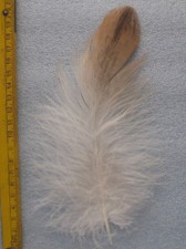 Flaumfeder   Adlerflaum