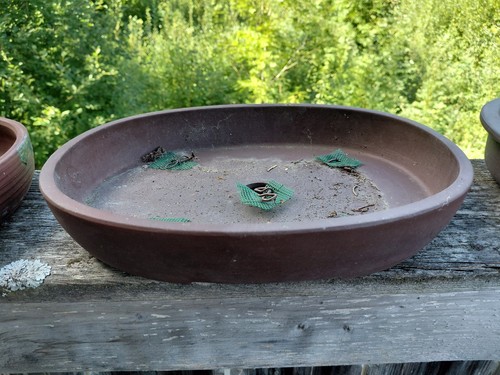 Japanische bonsai schale - japanische,
