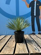 Palme -Yucca Rostrata -