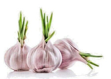 Knoblauch samen germidour - knoblauch,